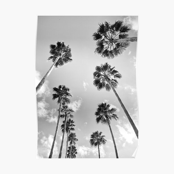California palm trees Poster