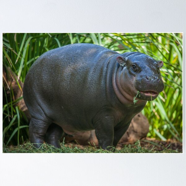 Item preview, Baby Hippo Lunch designed and sold by Daniela Pintimalli.