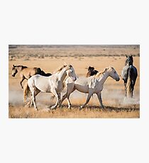 Cremello Brothers Photographic Print