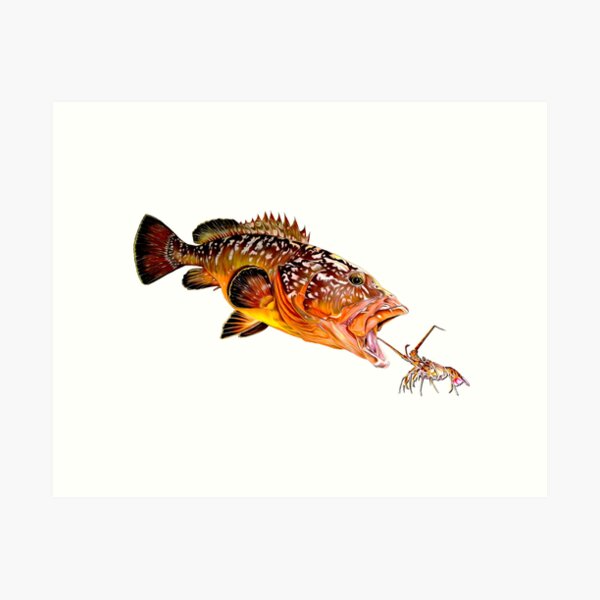 Rockcod Art Print for Sale by Paul Kyriakides