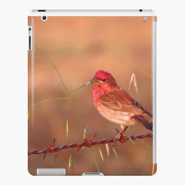 House finch eating oats iPad Snap Case