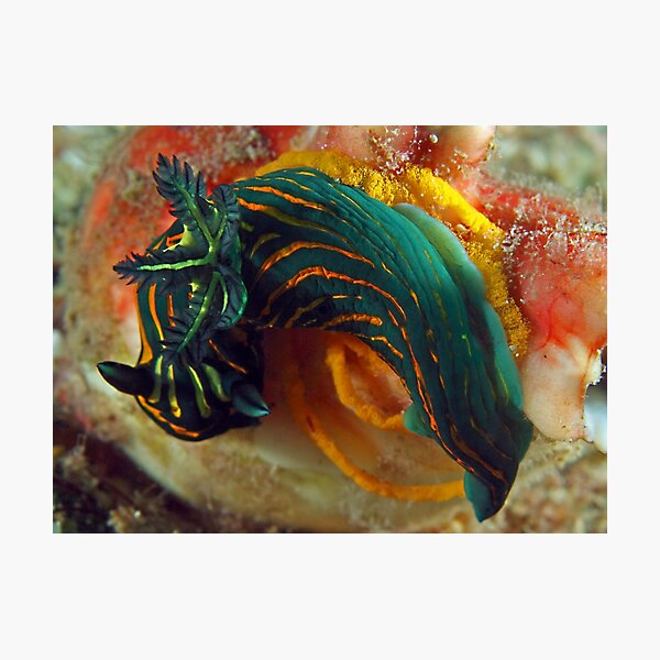 Item preview, Roboastra luteolineata laying eggs designed and sold by Deb Aston.