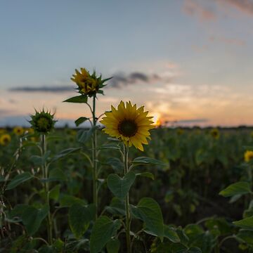 Artwork thumbnail, Sunflower by SeanCoombes