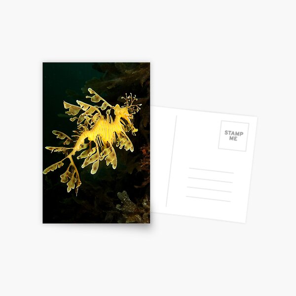 Leafy Seadragon from Rapid Bay Jetty Postcard