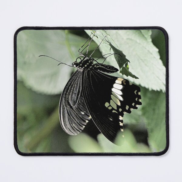 Item preview, Finition  2021 / r2785/  Finition  2021 / r2785/   7 "  La Beauté du Papillon Légendaire "   aout 2017 - (h) Olavia-Olao Okaio Créations  7 "  La Beauté du Papillon Légendaire "   aout 2017 - (h) Olavia-Olao Okaio Créations  designed and sold by o.okaïo.