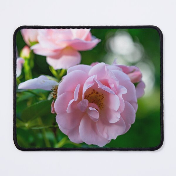 Item preview, pink rose designed and sold by Ingo Gerlach.