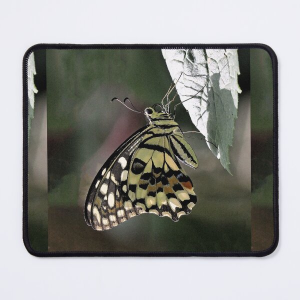 Item preview, Finition 2021 / r2783/ 5 " La Beauté du Papillon Légendaire " aout 2017 - (h) Olavia-Olao Okaio Créations designed and sold by o.okaïo.