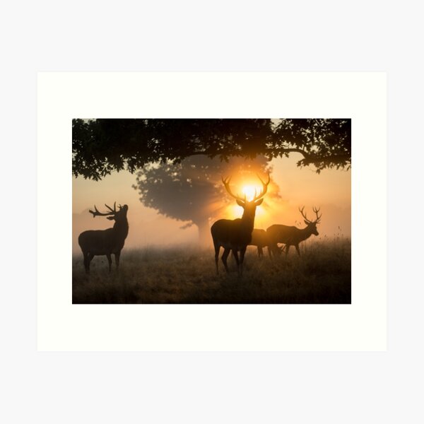 Stags and a halo of dawn fire Art Print