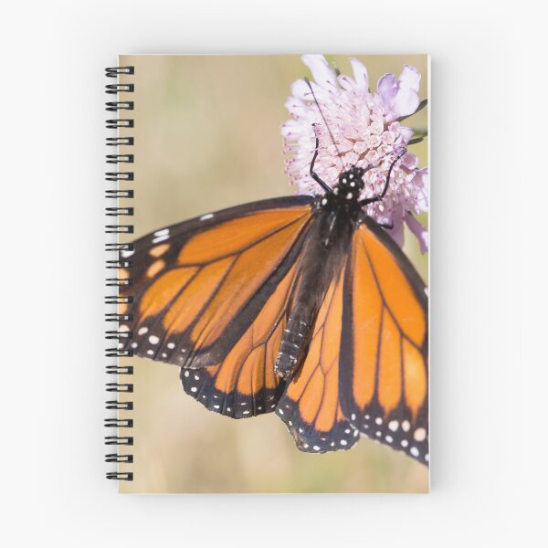 Item preview, Butterfly magic designed and sold by Steve Chapple.