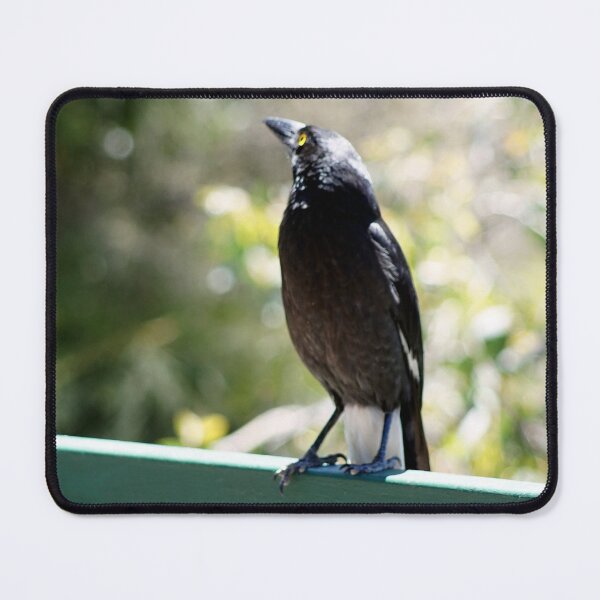 Item preview, Pete, the Pied Currawong designed and sold by DeborahMcGrath.