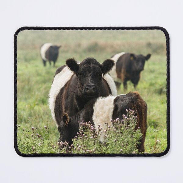 Item preview, Belted Galloway Cows designed and sold by Jane Stanley Photography.