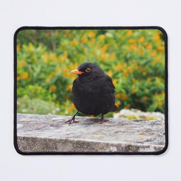 Item preview, Blackbird On The Wall - Tresco Abbey Gardens, Scilly Isles designed and sold by niki2028.