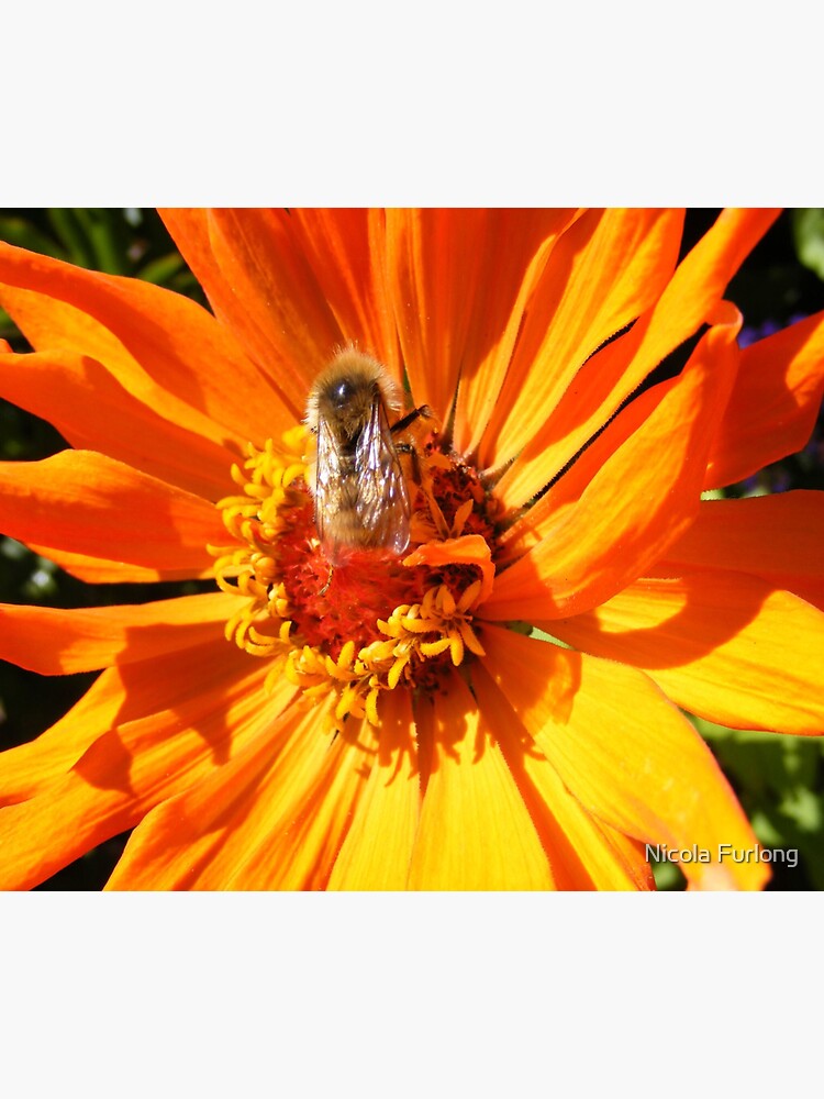 ORANGE DAHLIA BLOSSOM PETALS WITH BEE by nicolafurlong