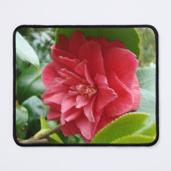 Item preview, Camellia - Tresco Abbey Gardens, Scilly Isles designed and sold by niki2028.