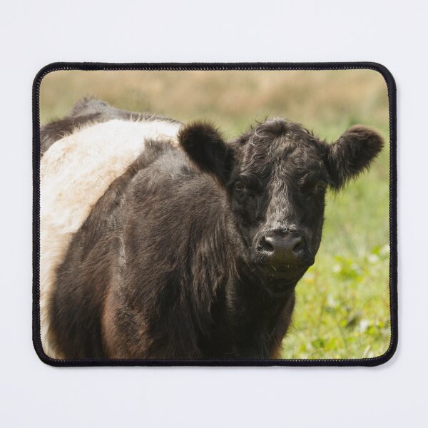 Item preview, Belted Galloway Cow designed and sold by Jane Stanley Photography.
