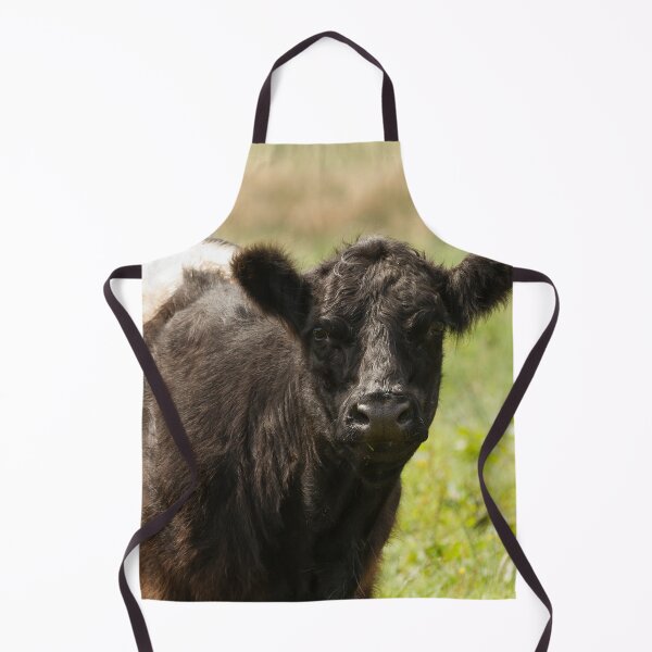 Item preview, Belted Galloway Cow designed and sold by Jane Stanley Photography.