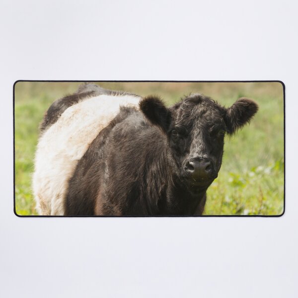 Item preview, Belted Galloway Cow designed and sold by Jane Stanley Photography.