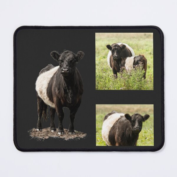 Item preview, Belted Galloway Cow Collection designed and sold by Jane Stanley Photography.