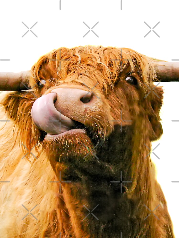 Highland Cow Photo With Tongue Out. Color Cow Photo. 