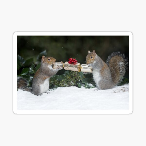Christmas Cracker Squirrel fun! Sticker
