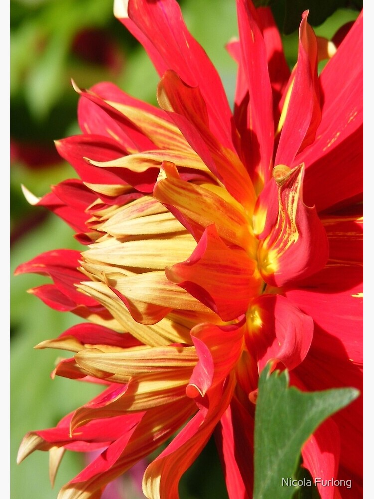 RED YELLOW DAHLIA FLOWER PETALS by nicolafurlong