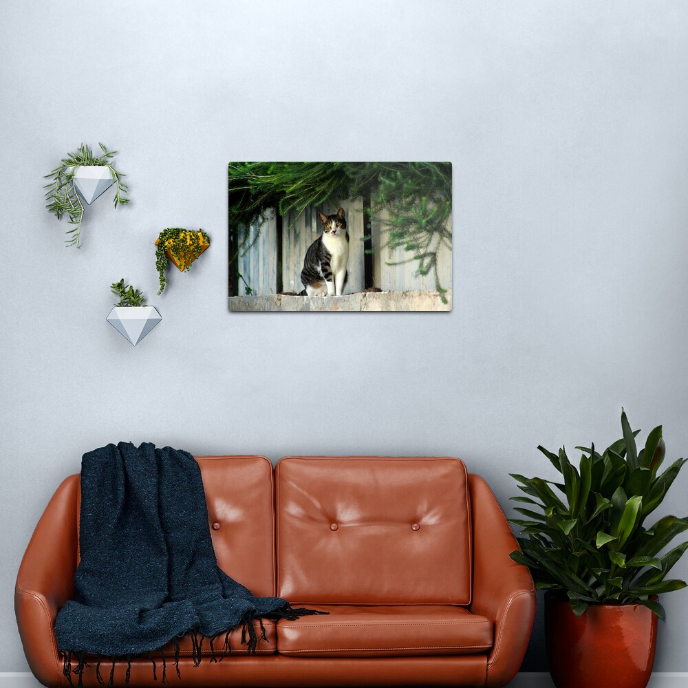 Cat Sitting and thinking about her next move Metal Print
