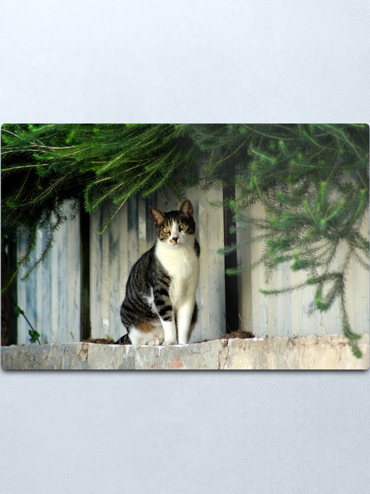 Alternate view of Cat Sitting and thinking about her next move Metal Print