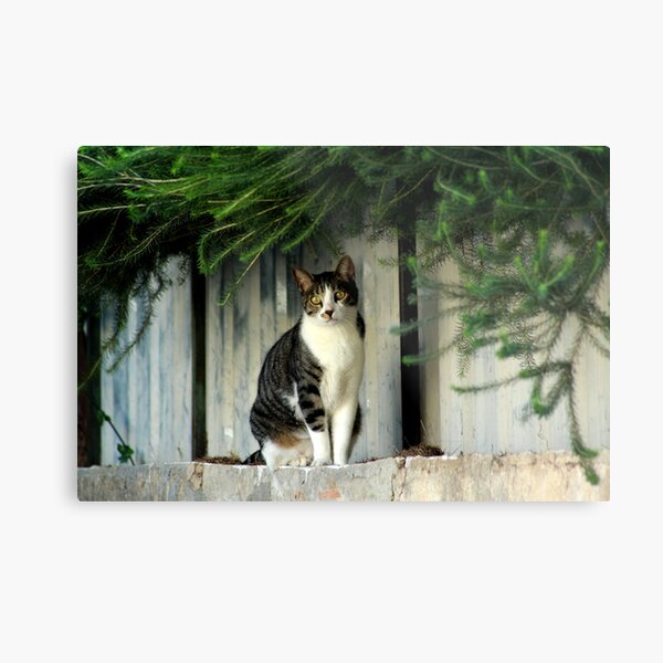 Item preview, Cat Sitting and thinking about her next move designed and sold by Anna Lemos.