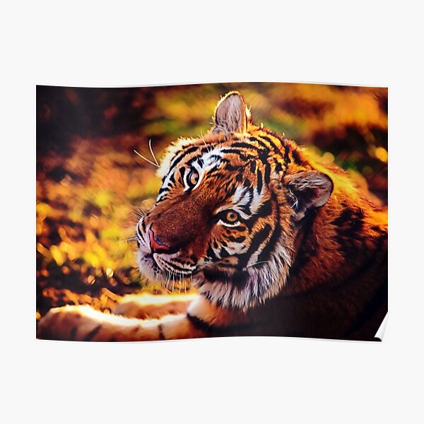 Beautiful Tiger Poster