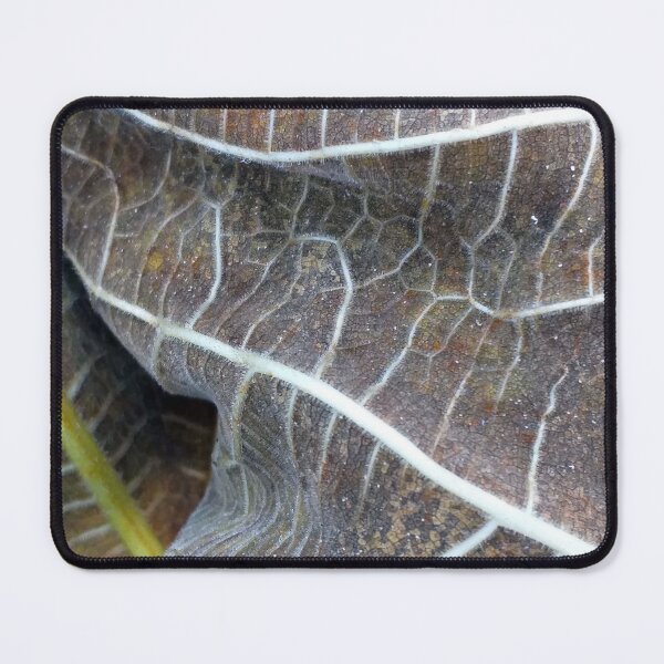 Item preview, Withered Fig Leaves Autumn Fall texture macro 1 designed and sold by Anna Lemos.
