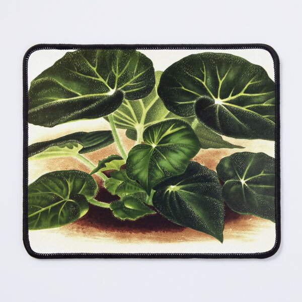 Item preview, 1893 Begonia Plant Illustration designed and sold by WeFLVintage.