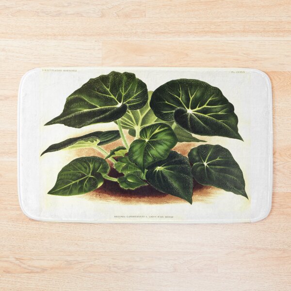 Item preview, 1893 Begonia Plant Illustration designed and sold by WeFLVintage.