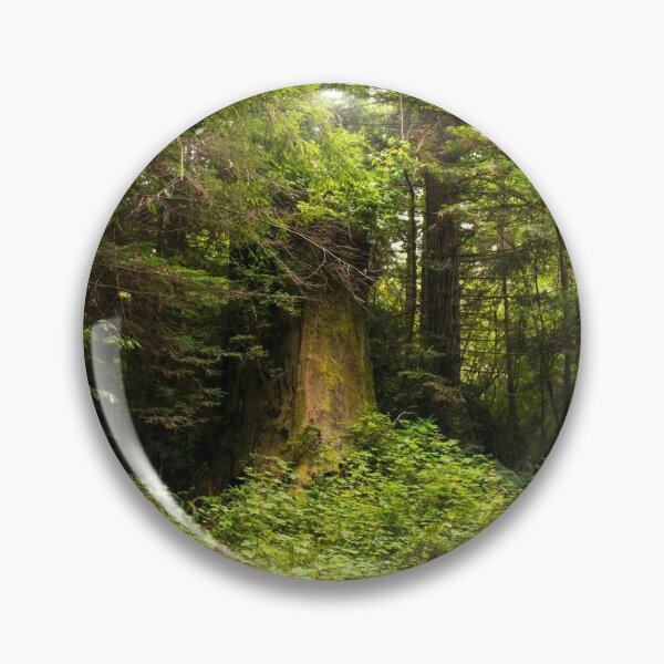 Artikelvorschau, Alter Zedernbaum in Oregon entworfen und verkauft von Karen Granoski.