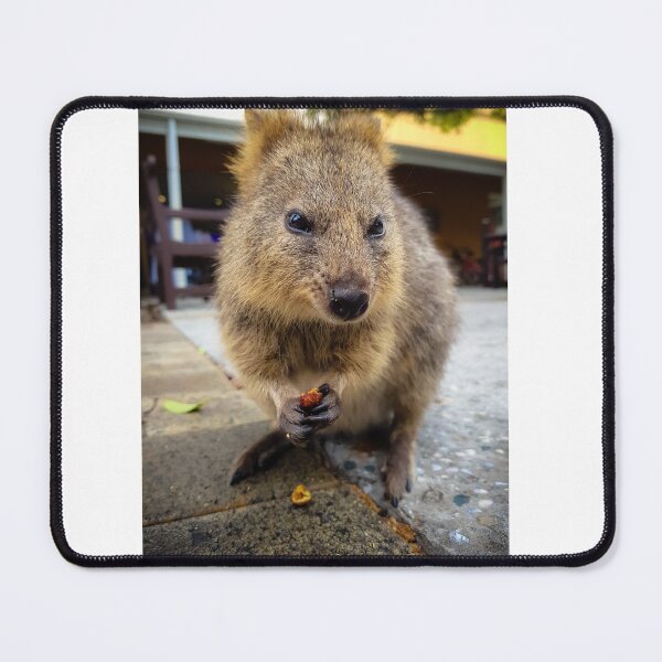 Item preview, Quokka Snacking designed and sold by roddw.
