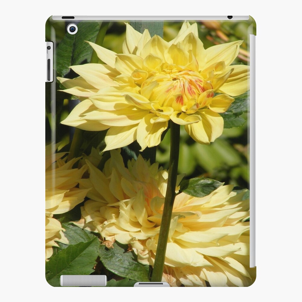 YELLOW DAHLIA FLOWER BLOSSOM PETALS iPad Case & Skin