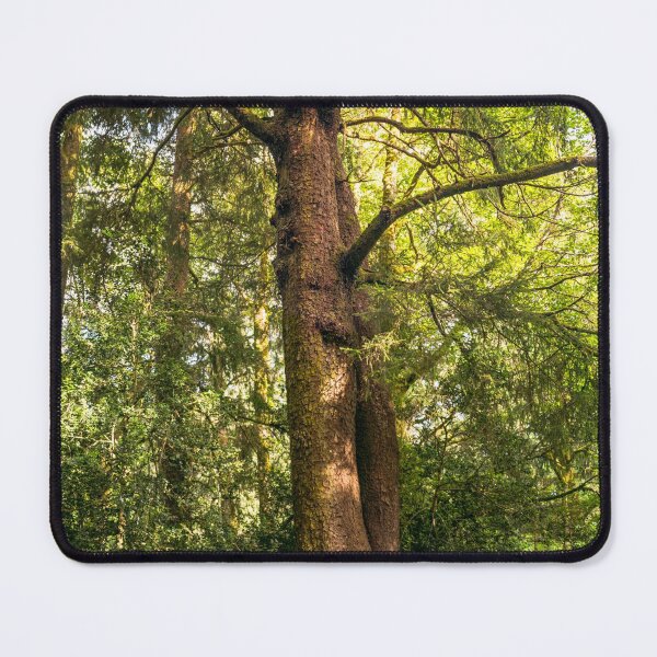 Item preview, Tall Cedar Tree in Fort Stevens State Park, Oregon  designed and sold by Karen Granoski.