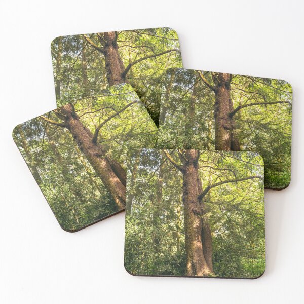 Item preview, Tall Cedar Tree in Fort Stevens State Park, Oregon  designed and sold by Karen Granoski.