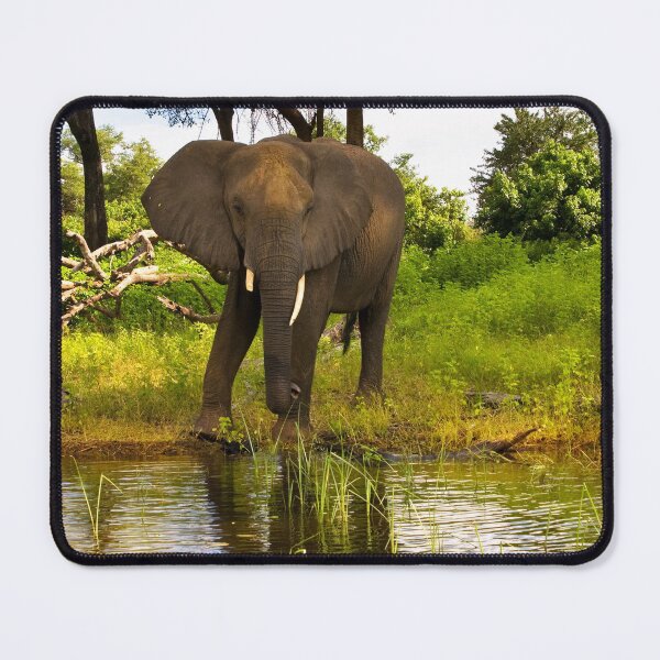 Item preview, Lone Elephant Chobe River Botswana Africa designed and sold by PhotosEcosse.