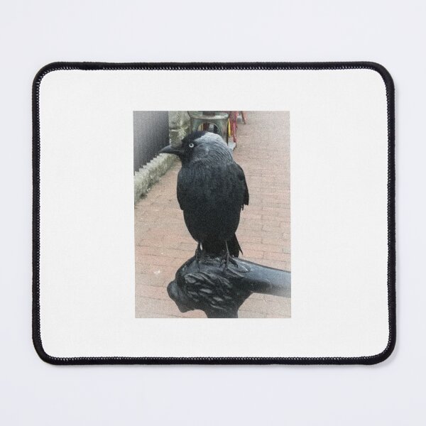 Item preview, Jackdaw (faded) designed and sold by TheScraggyBeard.