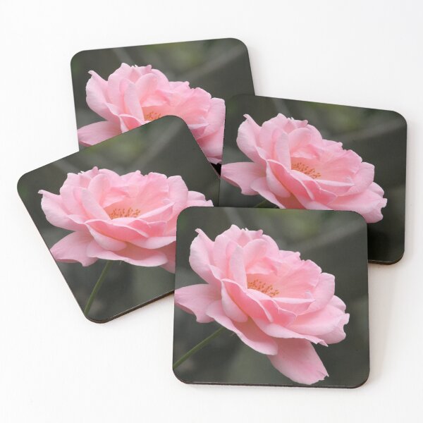 Item preview, Pink Rose Flower Blooming designed and sold by Anna Lemos.