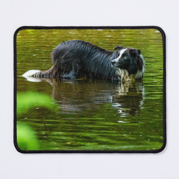 Item preview, Come on where's my stick? designed and sold by Dalyndigital Photography.
