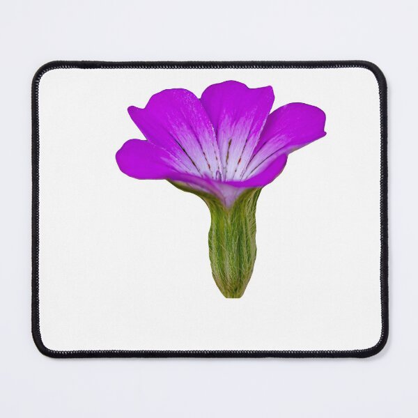 Item preview, Corncockle, a native UK wildflower designed and sold by Dalyndigital Photography.