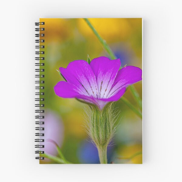 Item preview, Corncockle, a native UK wildflower designed and sold by Dalyndigital Photography.