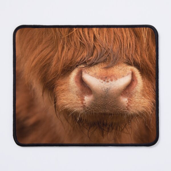 Item preview, Nosy Cow ! Highland Cow Scotland. designed and sold by PhotosEcosse.