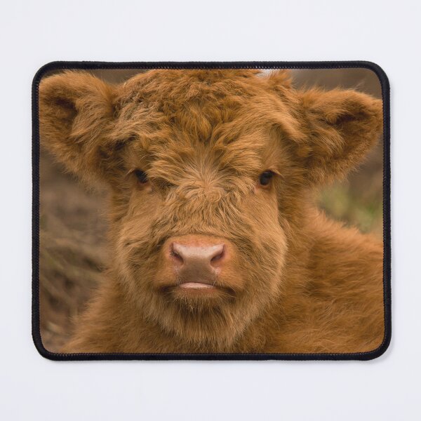 Item preview, Cute Calf  Highland Cow Scottish Highlands. designed and sold by PhotosEcosse.
