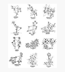Floral Constellation - Ensemble Photographic Print