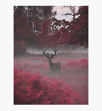 Another Stag, Another Planet 2 Photographic Print