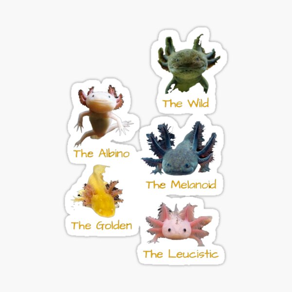 Vista previa del artículo con la obra «Las 5 especies de ajolote Lindas ideas de regalos de ajolote kawaii para amantes de las especies de ajolote», diseñado y vendido por Yobeli.