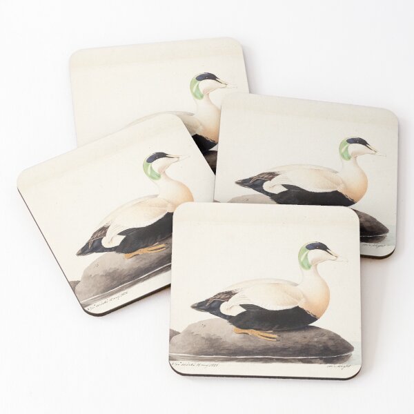 Item preview, Male Common Eider by Magnus von Wright designed and sold by Amanda1775.