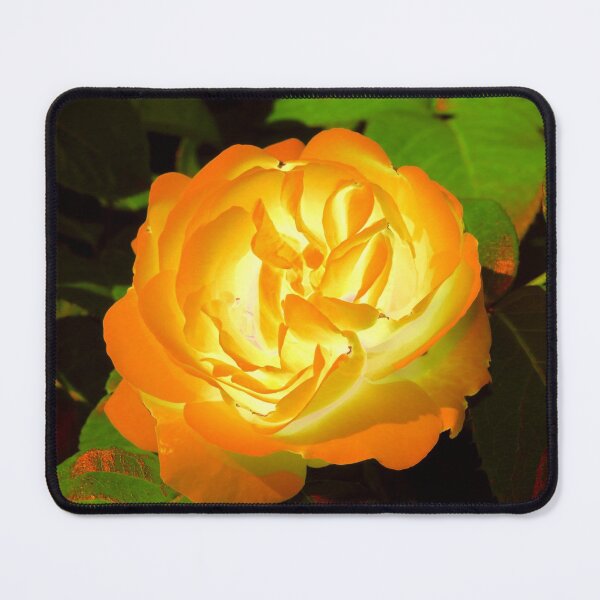 Item preview, Glowing golden rose blooming in the summer garden designed and sold by IraNiva.
